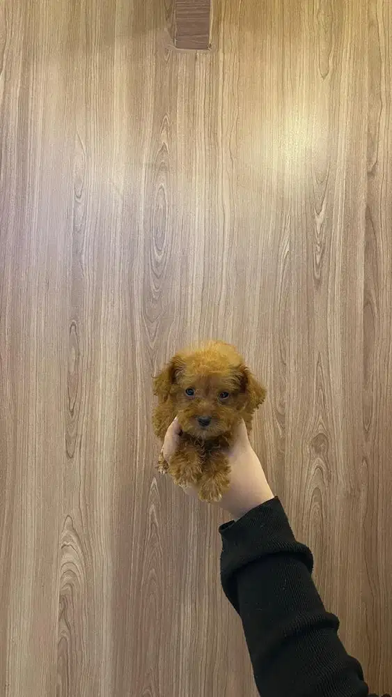 Poodle red kecil