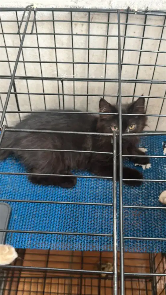 KUCING PERSIA 3 BULAN