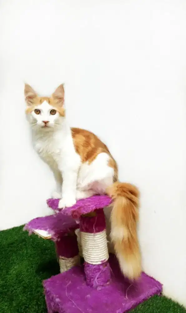 Kitten MaineCoon Betina Pure No mix. Induk ped Cfa Show Quality