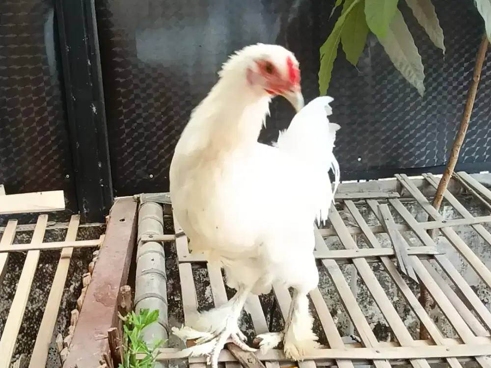 Ayam Jantan Putih Cakep