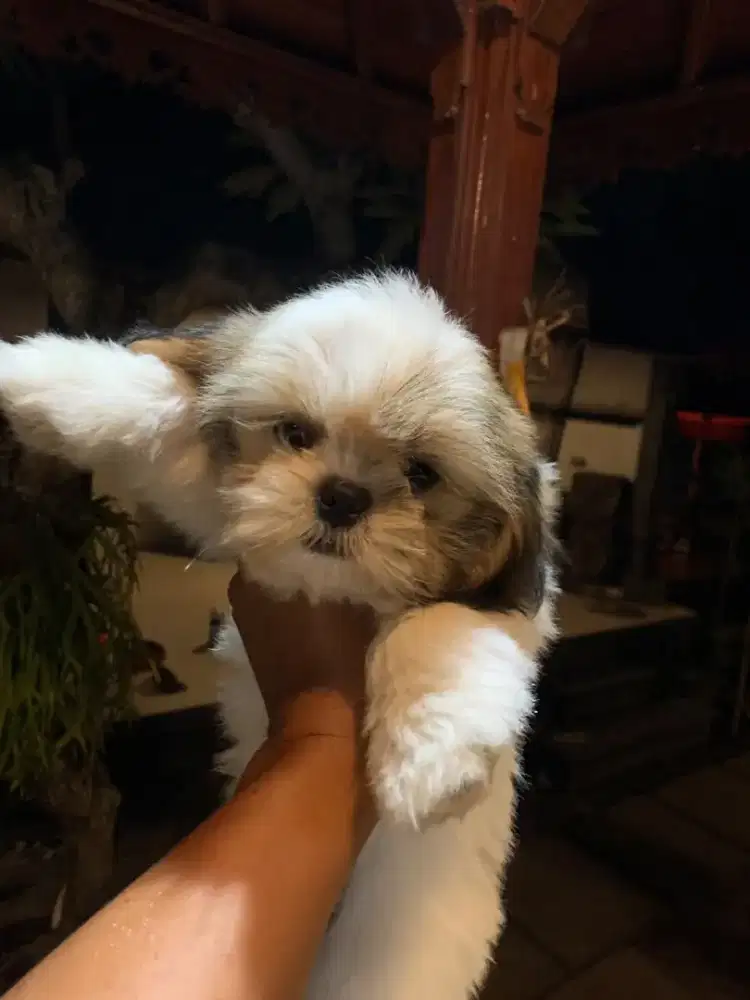 anjing shitzu puppy