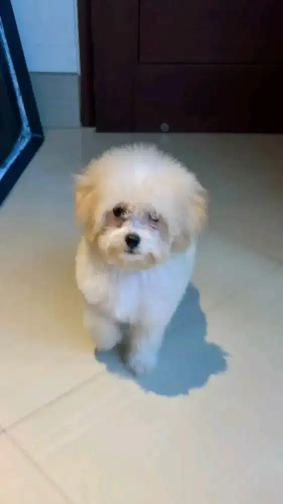 anjing maltesee puppy
