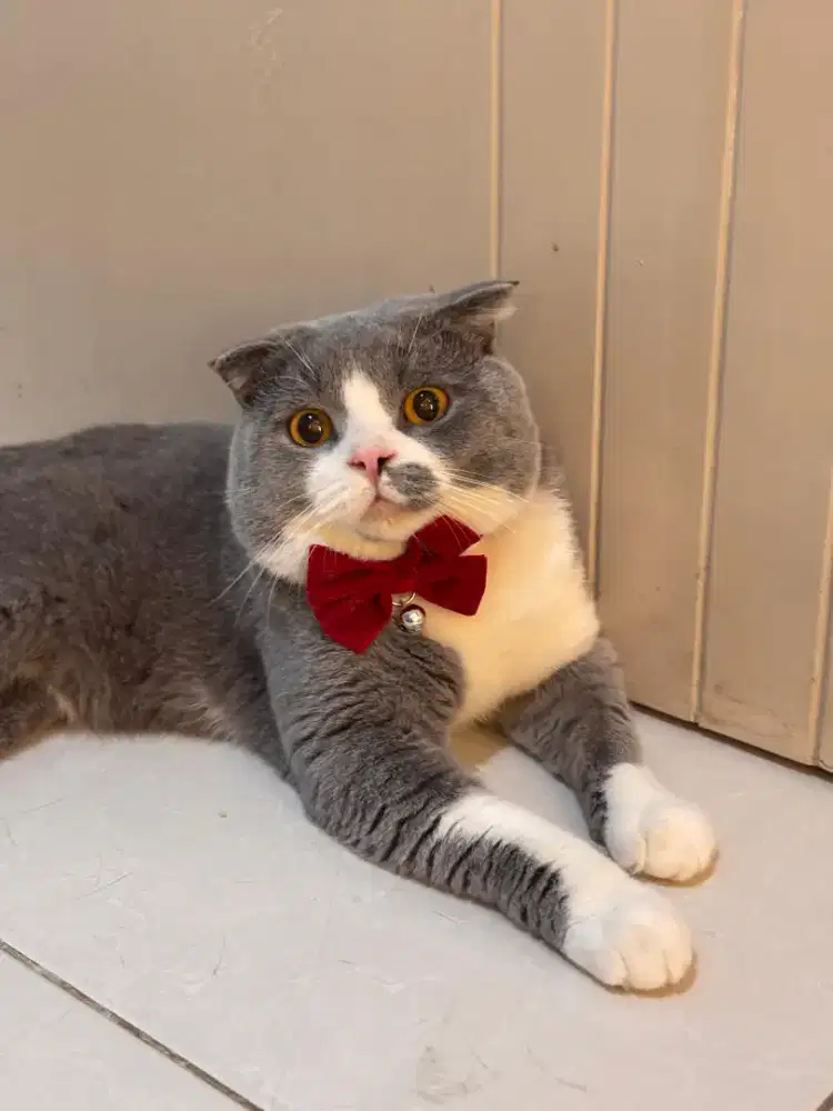 Jasa pacak kucing bsh Scottish