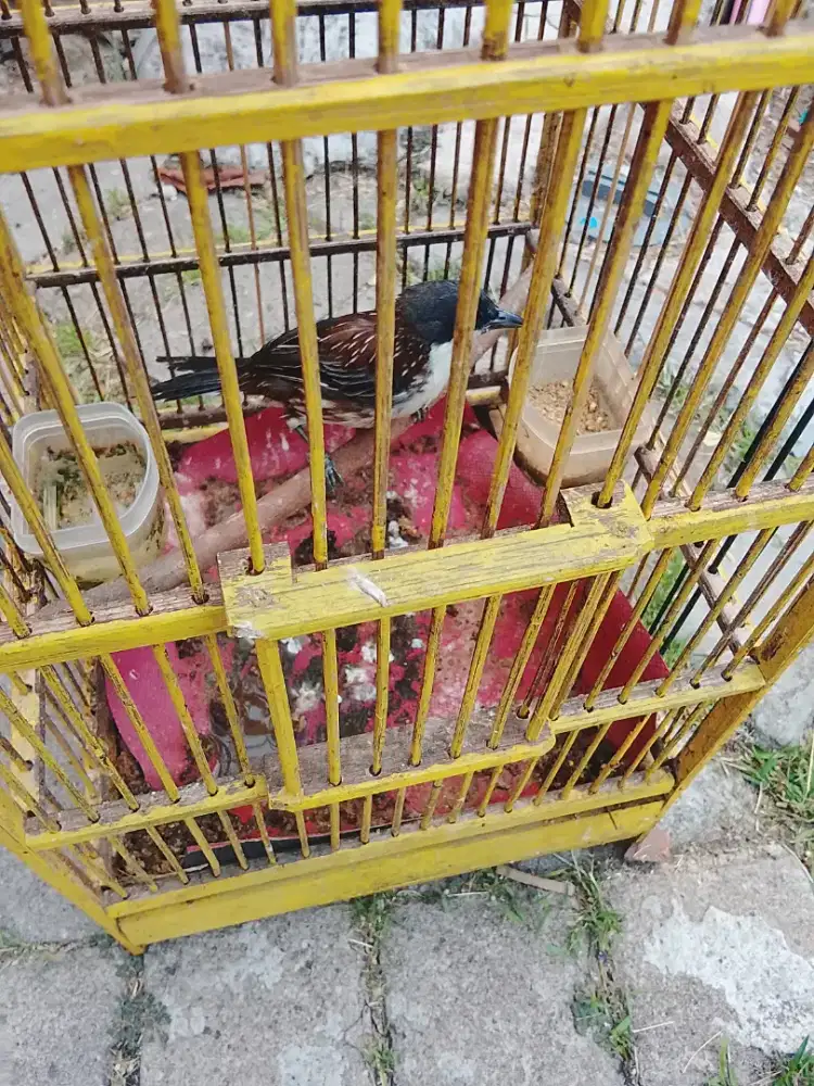 Jual burung pentet MTHR