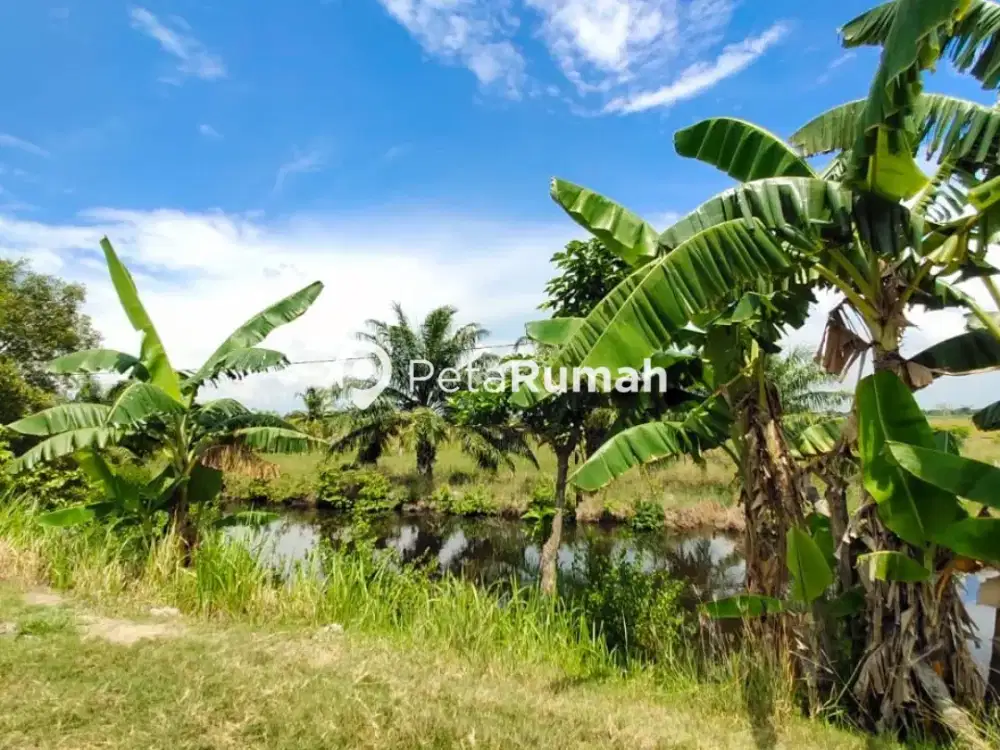 DIJUAL TANAH JALAN PALUH MERBAU DELI SERDANG  (ANSHAR)
