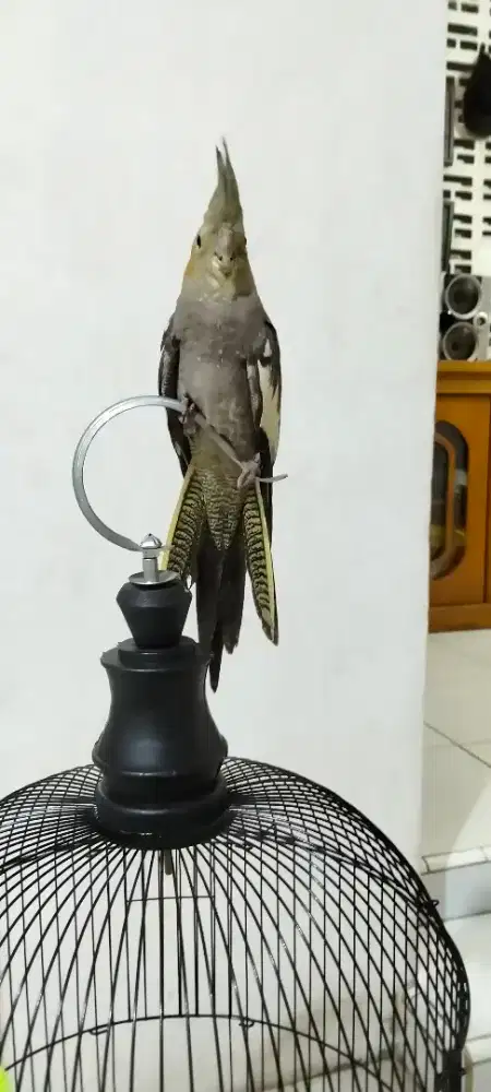 Burung parkit australia falk