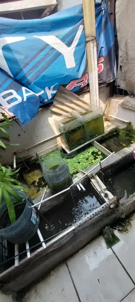 Jual Anakan Ikan MOLY MERAH, GUPPY