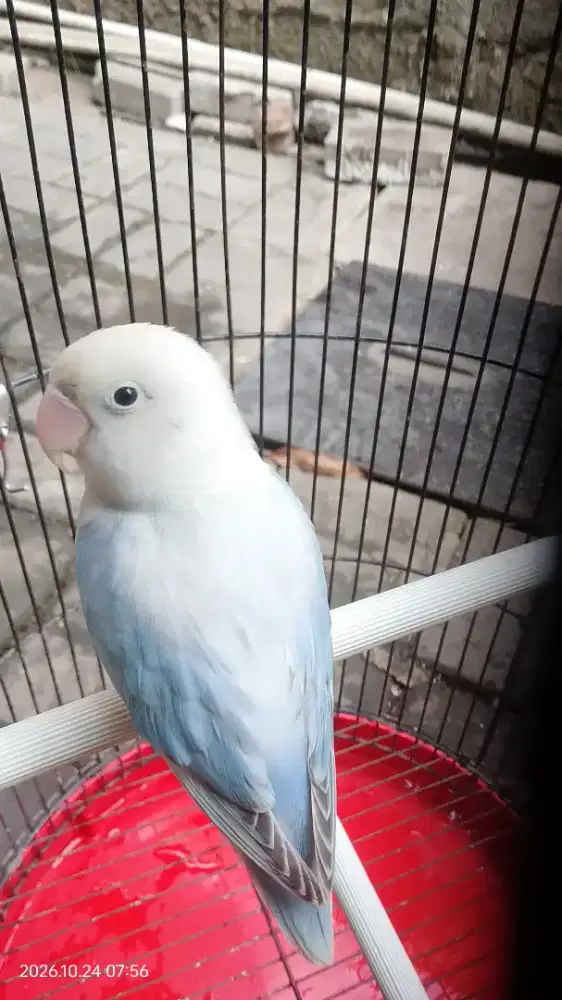 Lovebird Balibu