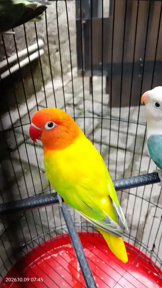Lovebird Biola dewasa