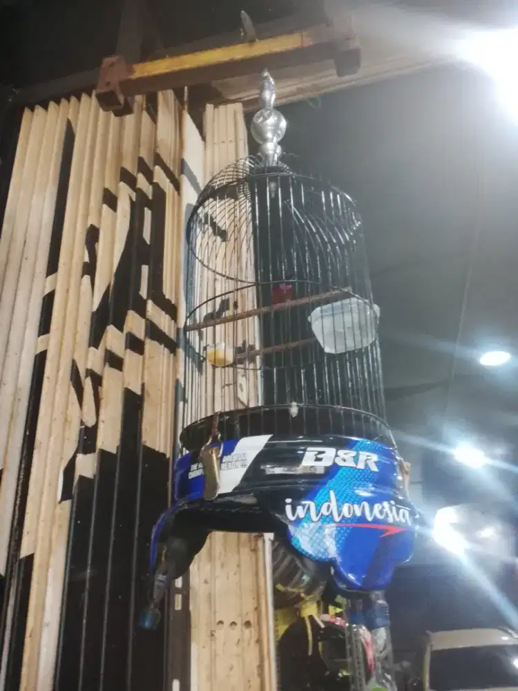 Burung Kolibri ninja  gacor