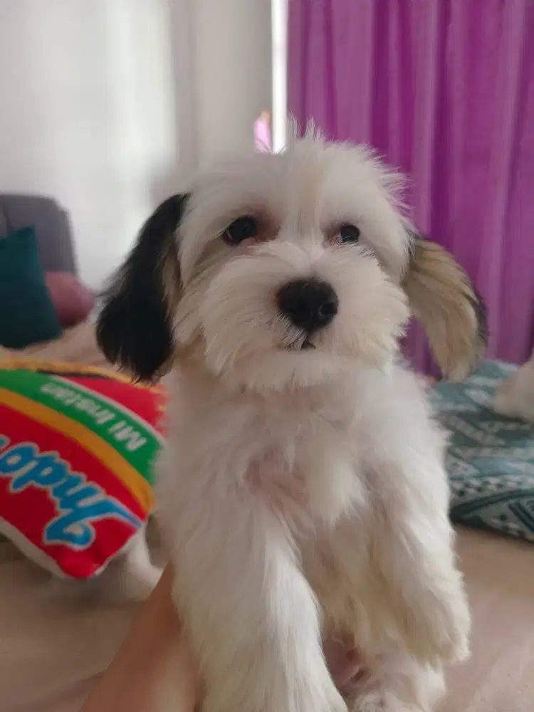 Maltipoo motif Tuxedo