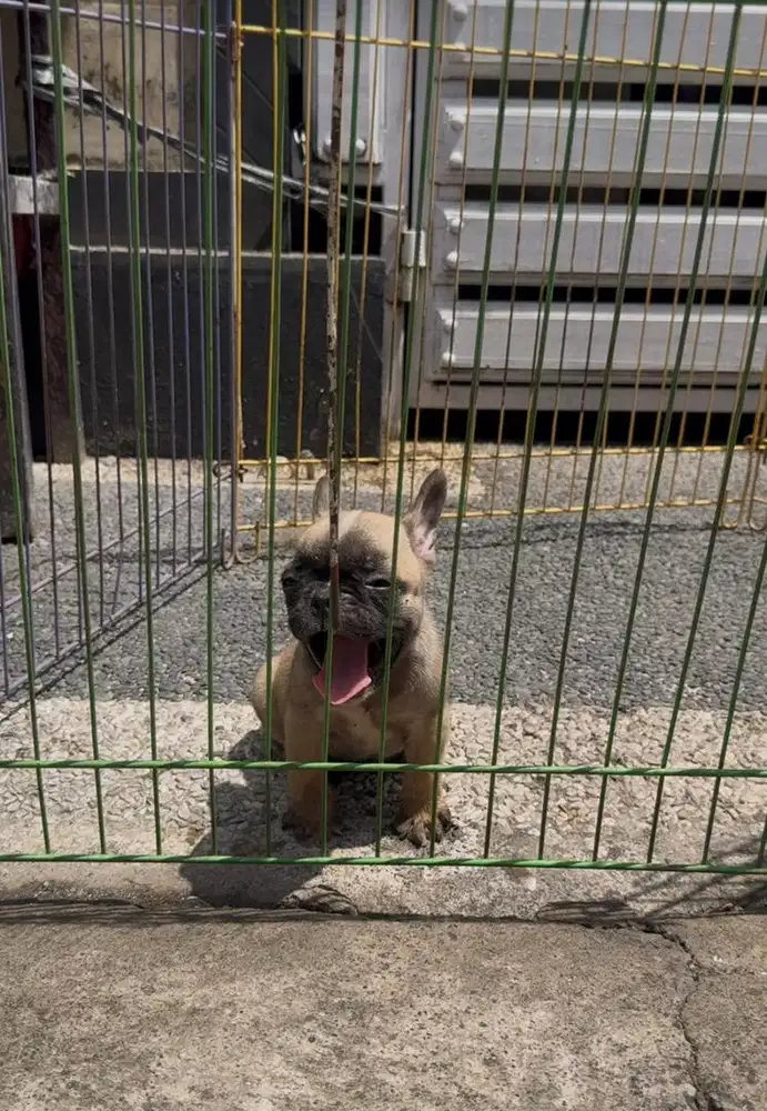 French bulldog male