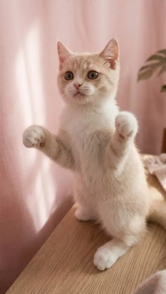 BSH creamy tabby Gemoy