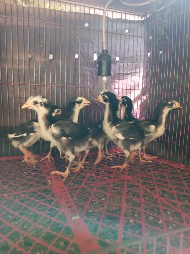 Anak ayam pakhoy/brakot