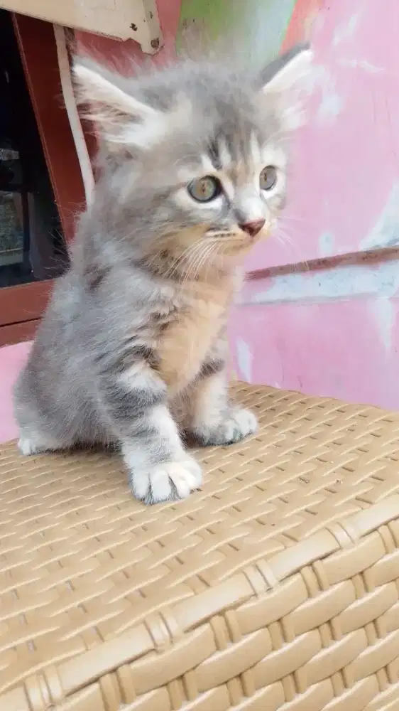 open adopsi kitten ras anggora  usia 2 bulan