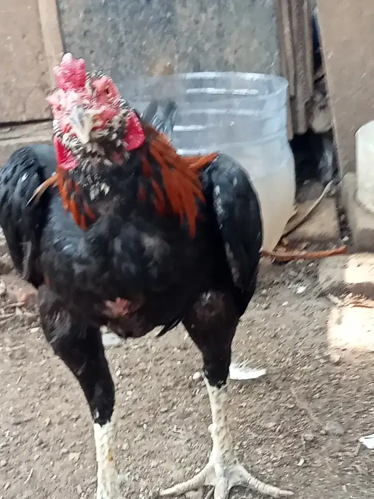 Ayam jago bangkok