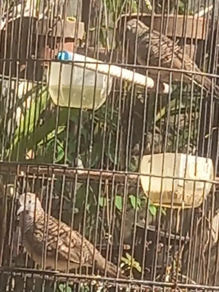jual burung perkutut/titiran madura dan ponorogo