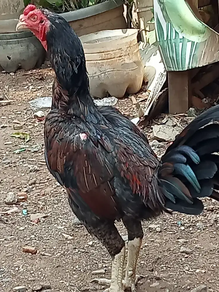 Ayam jago bangkok bulbi
