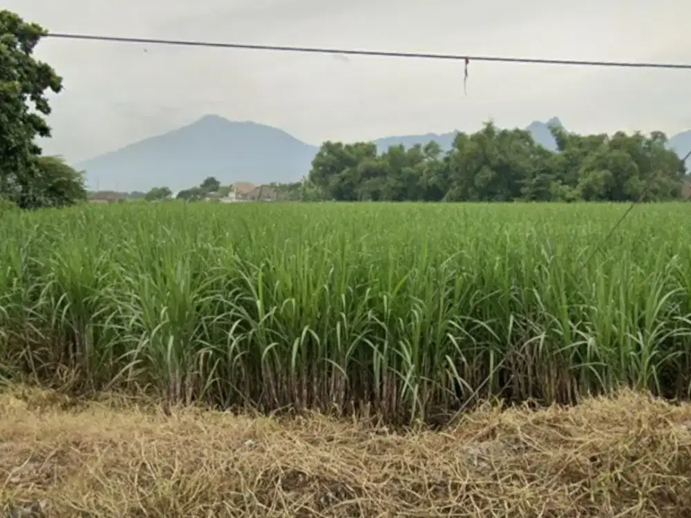 Dijual Tanah Lokasi Nol Raya Provinsi Trowulan Mojokerto