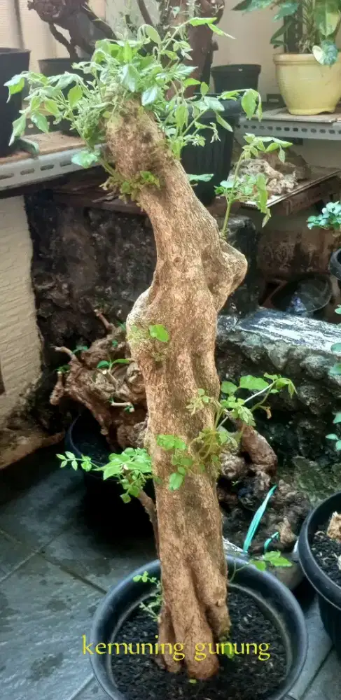 Bonsai kemuning gunung