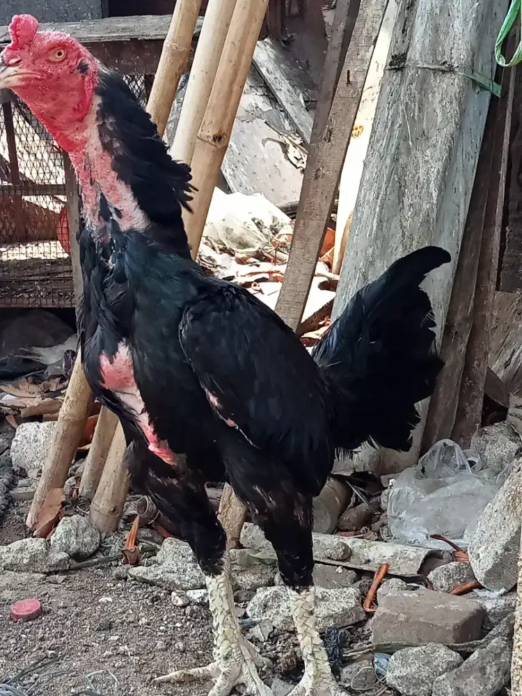 Ayam jago bangkok bulbi