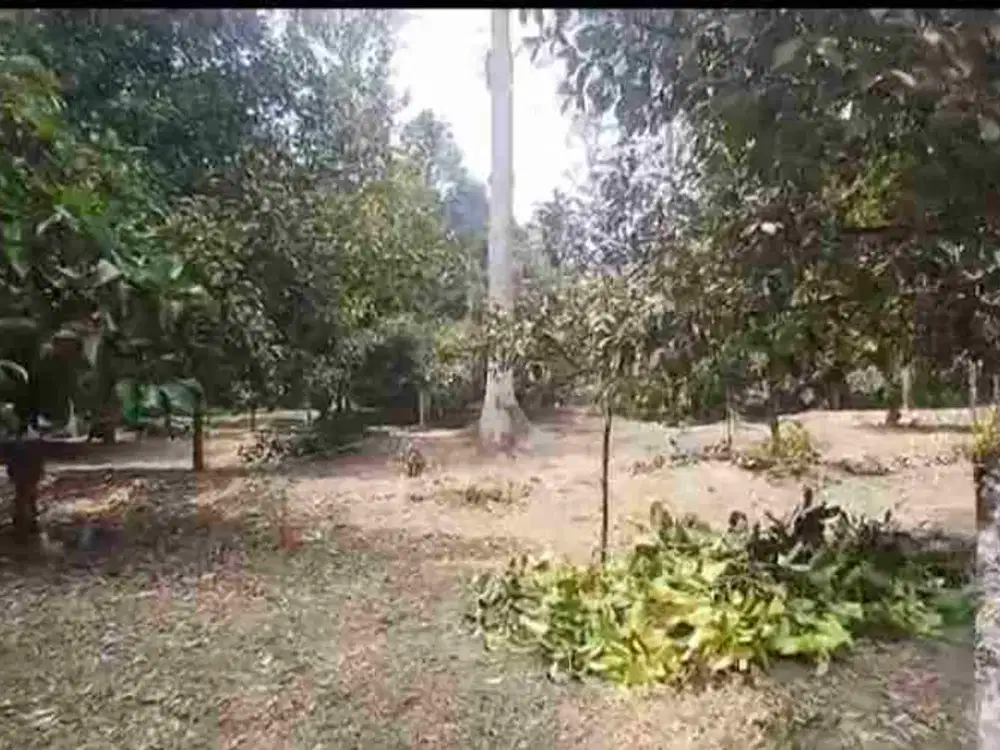di jual tanah darat kebun duiran dan manggis