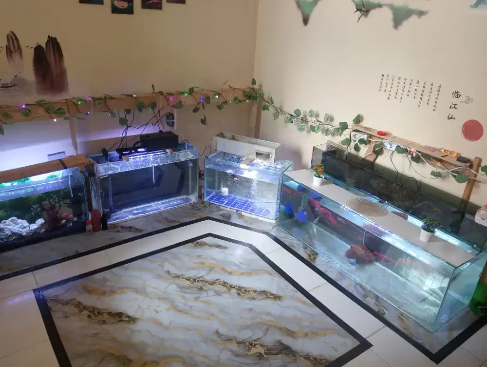 Aquariumnya borongan