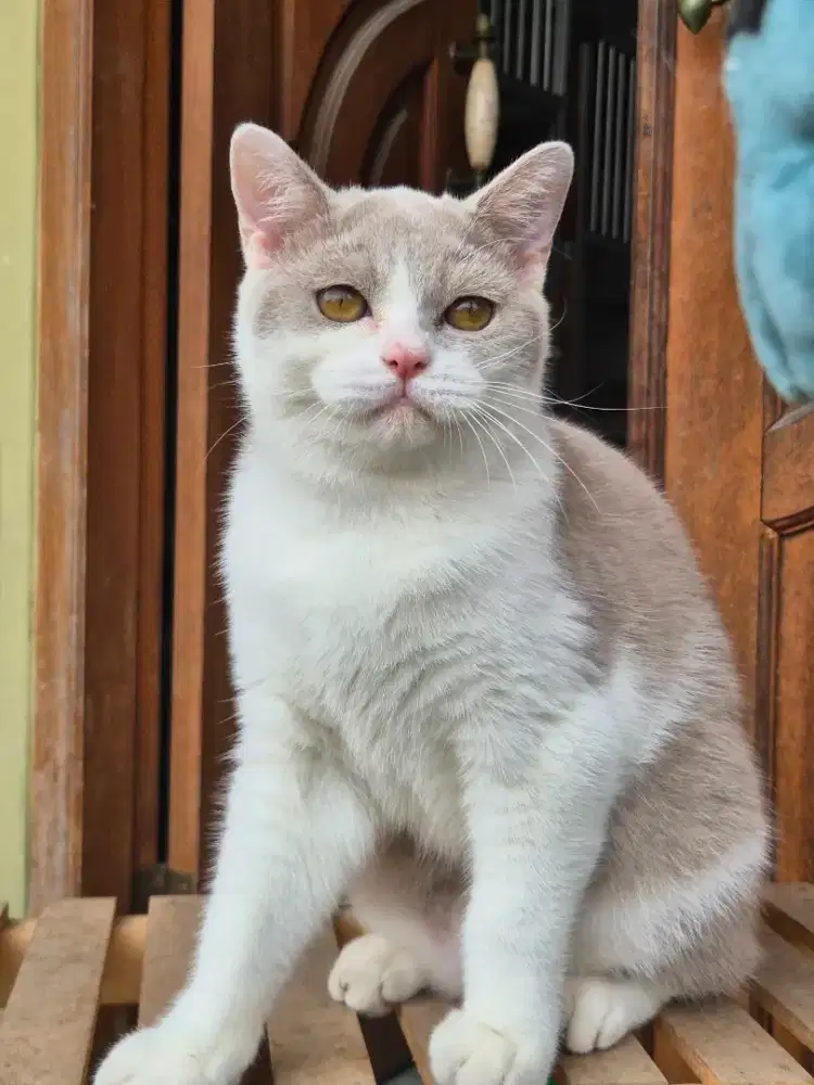 Bsh bico lilac/fawn Jantan (line cinamon)