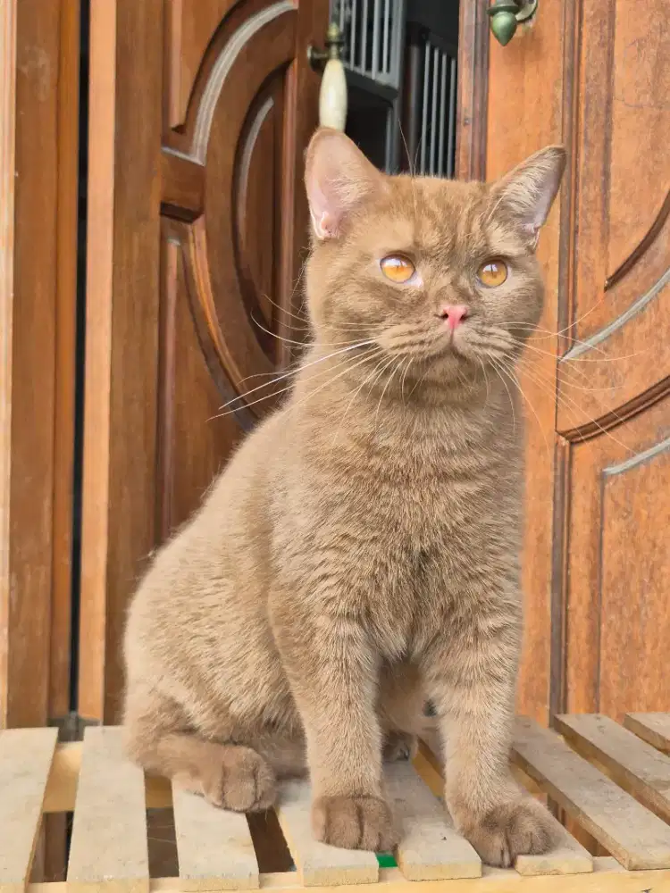 Bsh cinamon solid jantan
