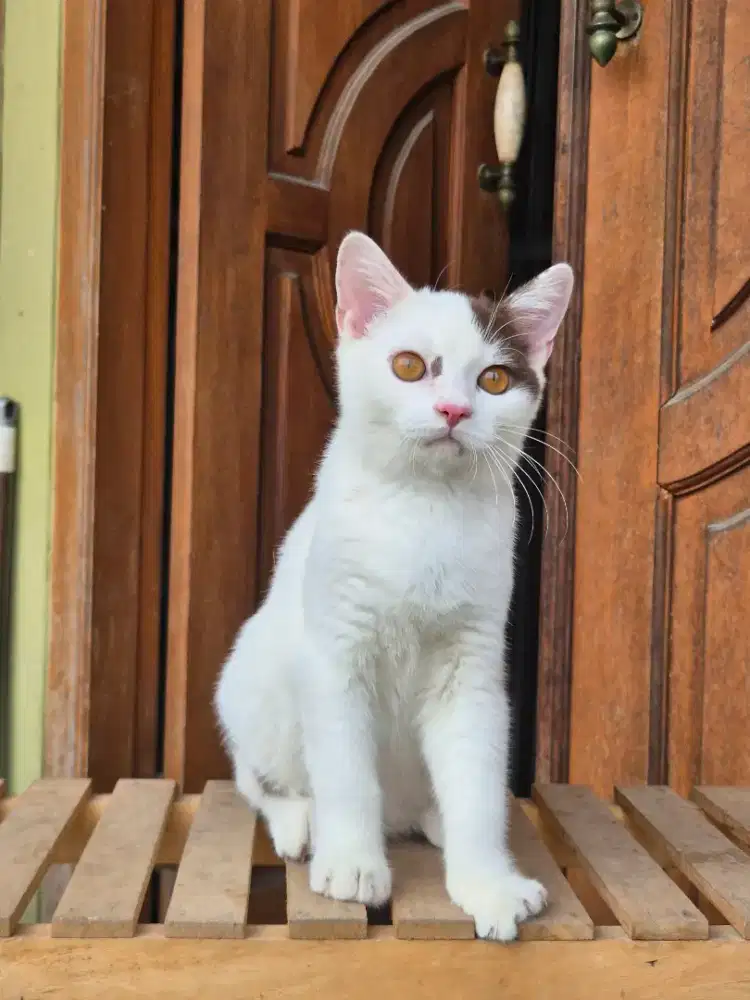 Bsh van coklat Jantan (line cinamon)
