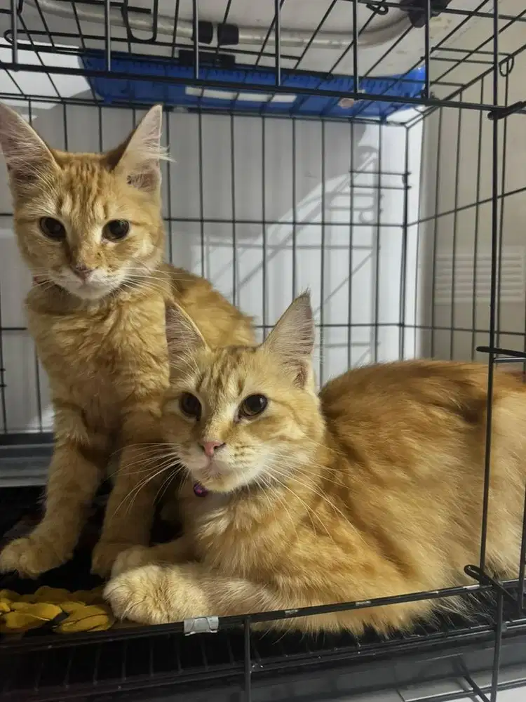 For Free/Gratis Kucing