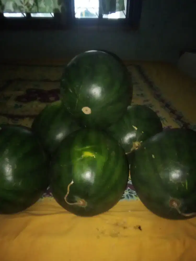Semangka merah non biji di Jogja