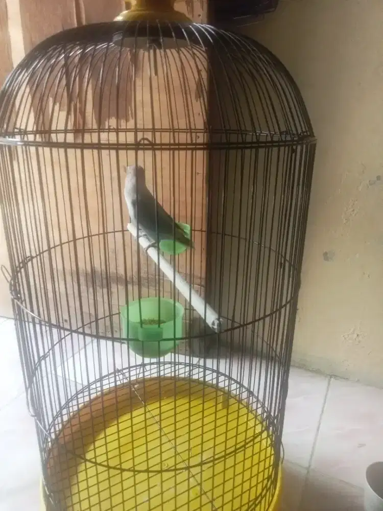 Jual cepat burung lovebird full set warna bku ice