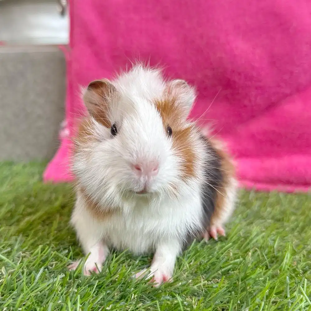 Guineapig abbysinian