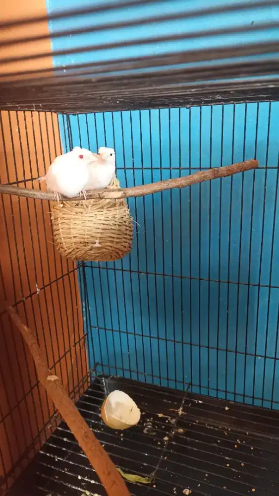 Burung Finch sepasang&Emje Sepasang
