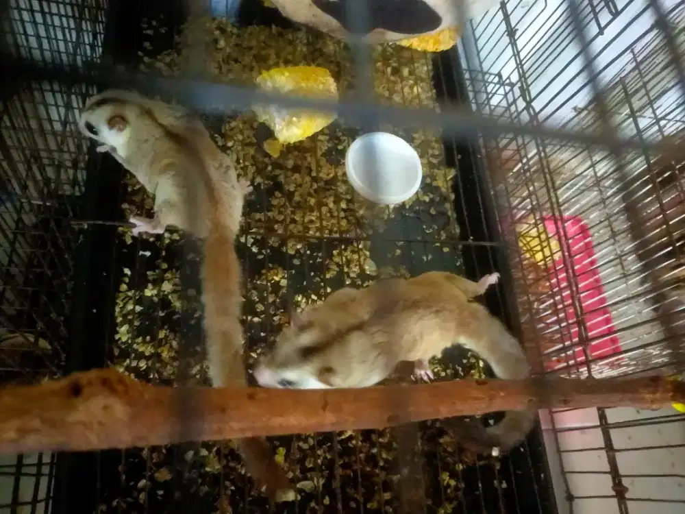 Sepasang Sugar Glider WF