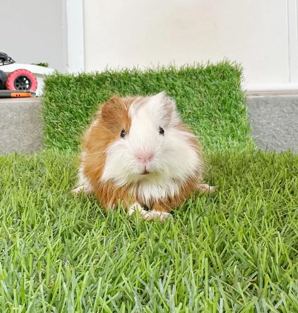 Guineapig american amerika