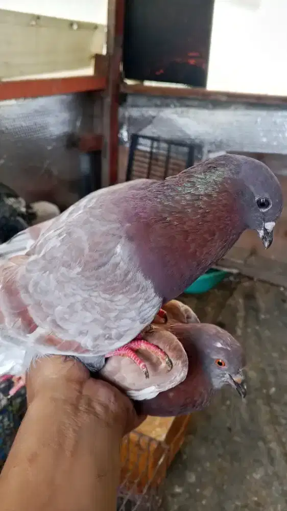 Burung dara pasangan n anakan remaja