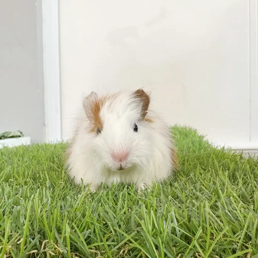 Guineapig marmut amerika