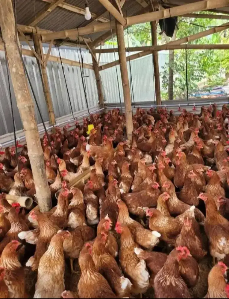 Ayam Petelur 20-25 minggu