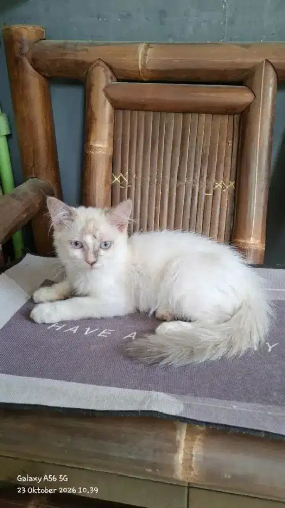 Anak kucing ragdol/kitten ragdol betina /kucing ragdol jantan