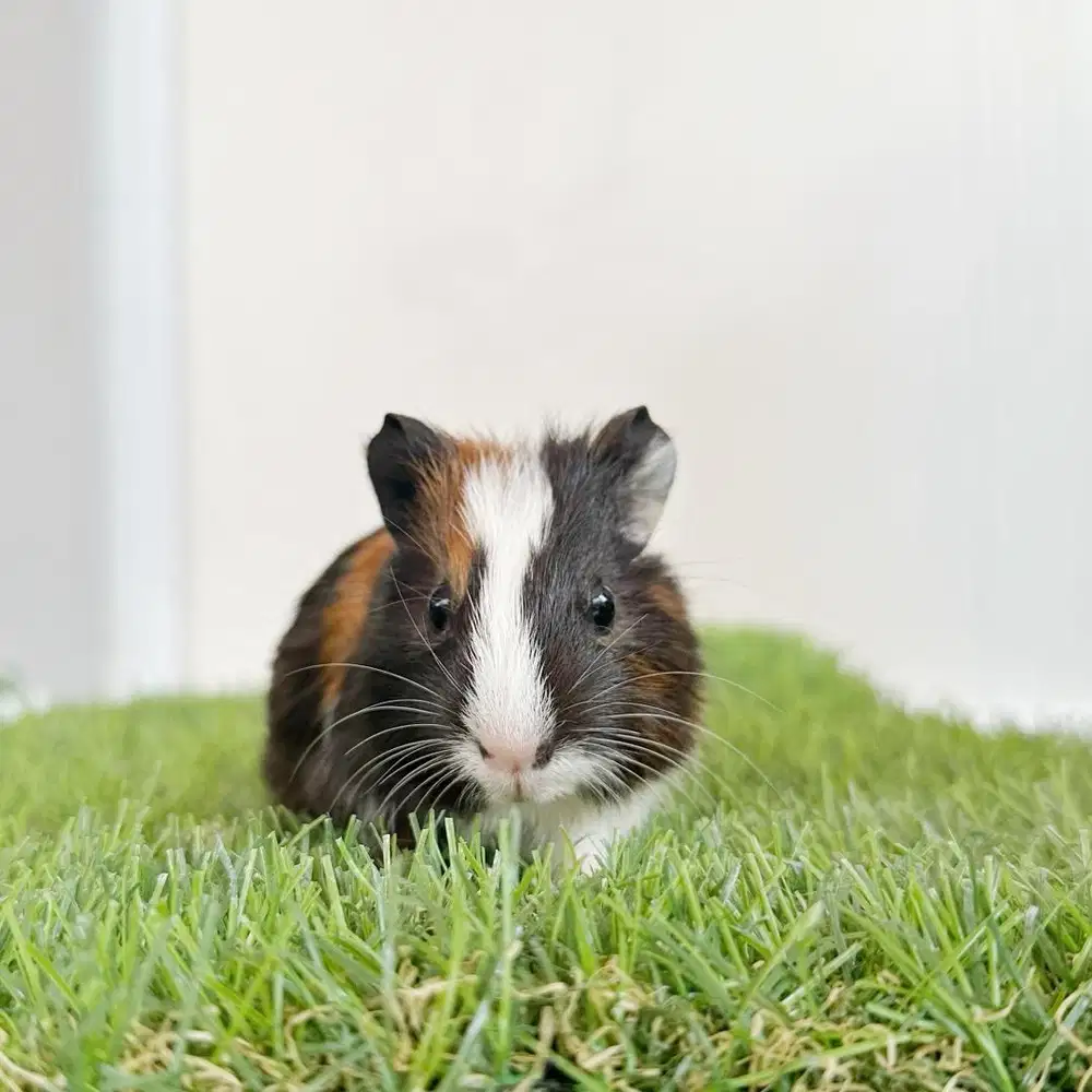 Guinea pig marmut hias american