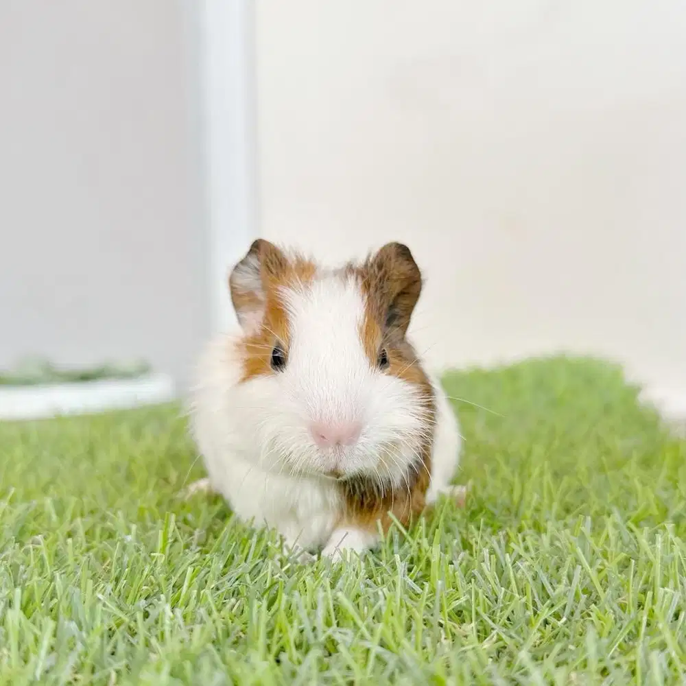 Marmut hias guineapig american