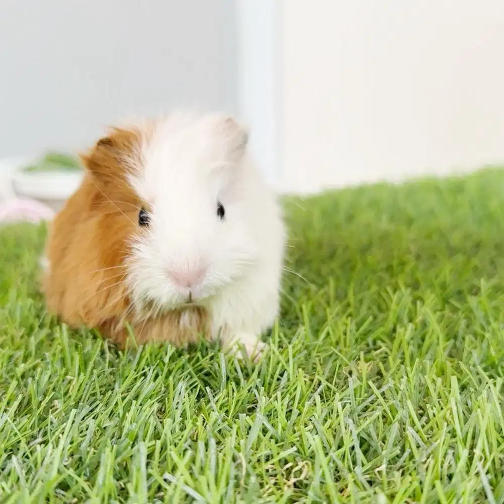 Guinea pig marmut hias amerika american cavy