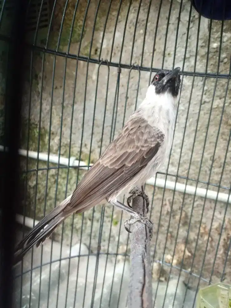 Kutilang jinak piara dari orok (jantan)