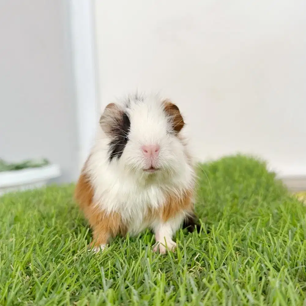 Guinea pig marmut hias amerika