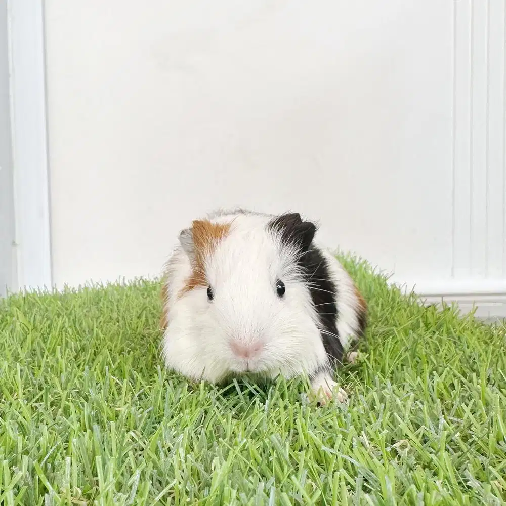 Guineapig guinea pig cavy marmut hias amerika