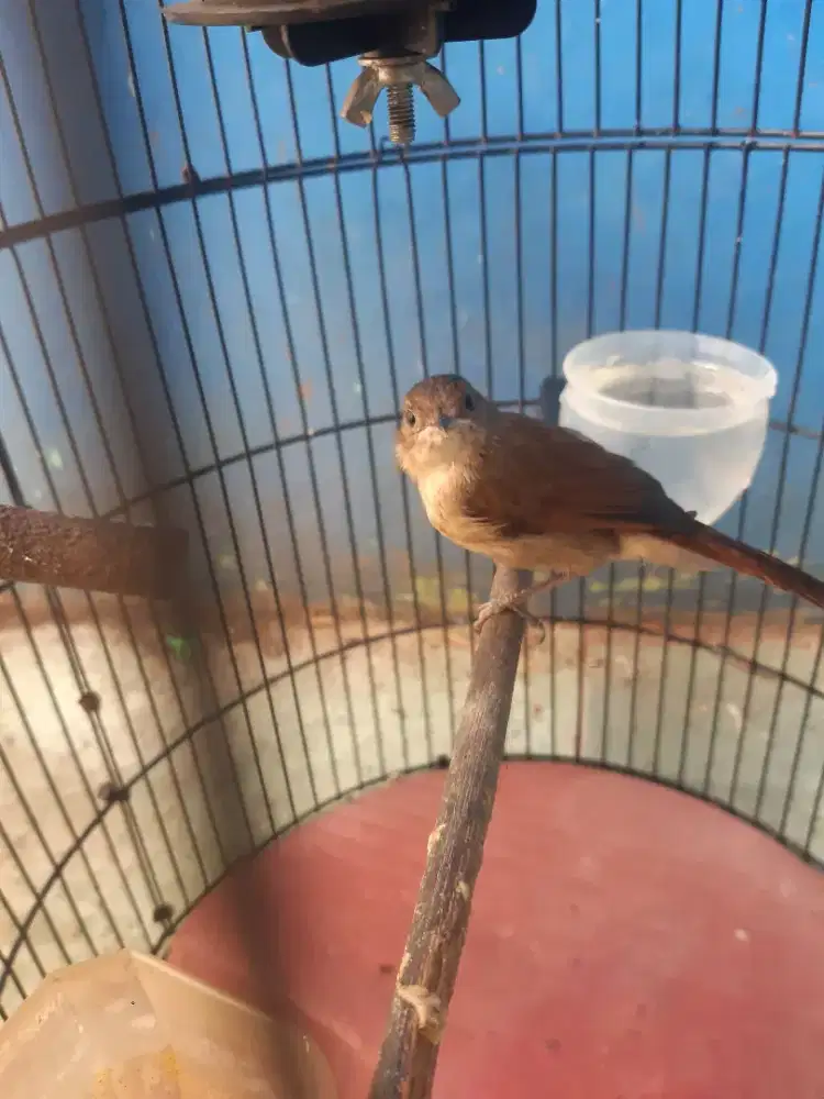Burung Pelamboyan Gscor