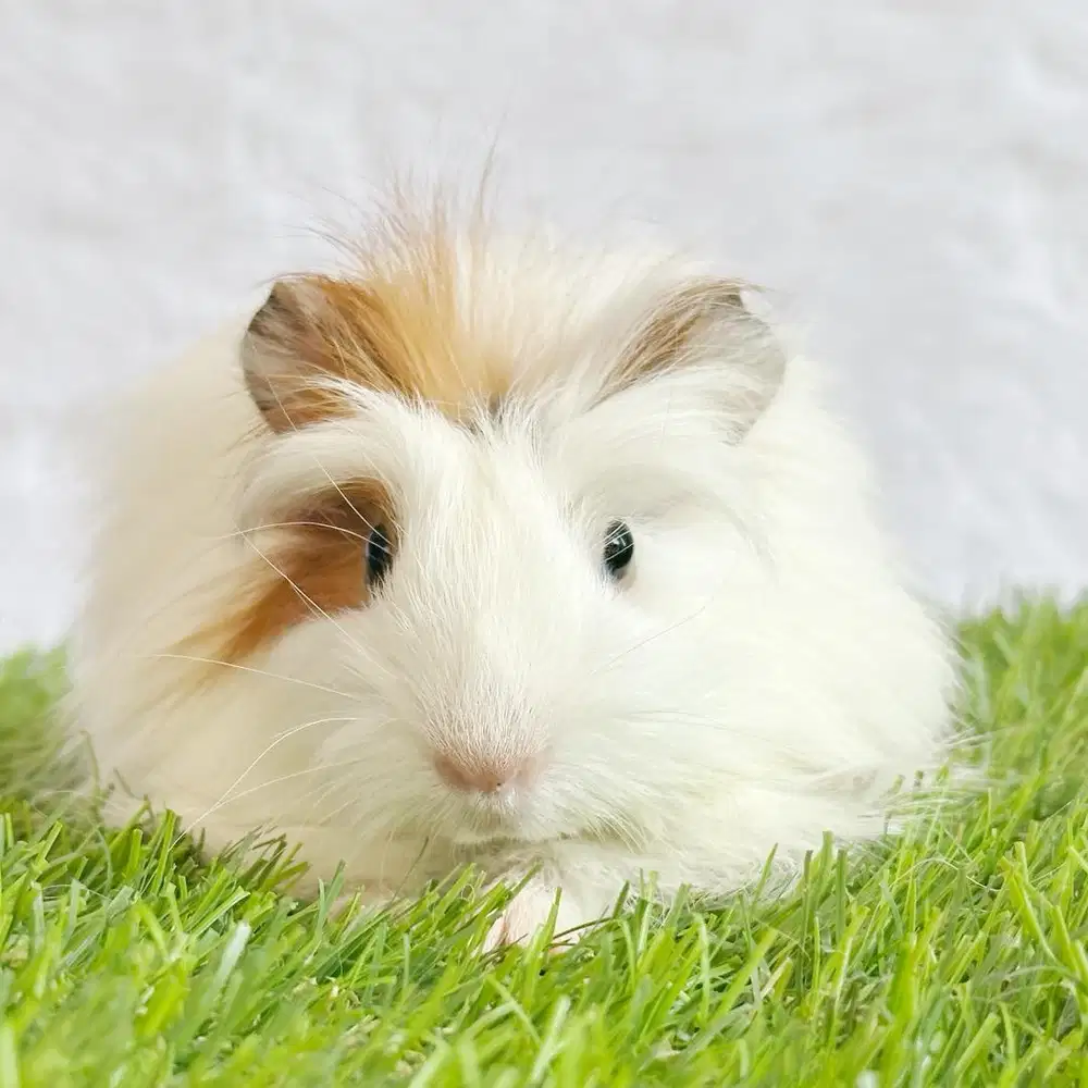 Guinea pig coronet marmut hias cavy cavvia