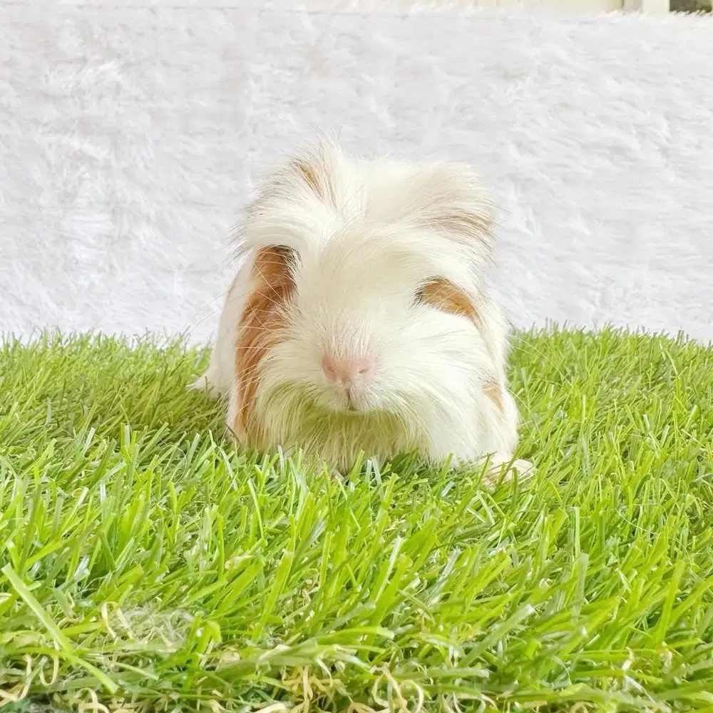 Guineapig coronet marmut hias guinea pig